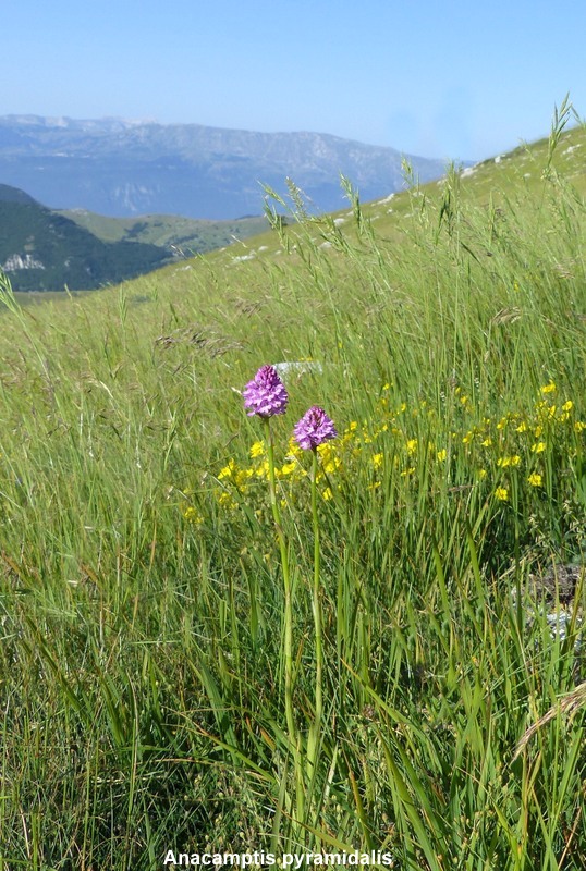 Orchidee a Campo Imperatore tra Medioevo e wilderness  primavera 2023